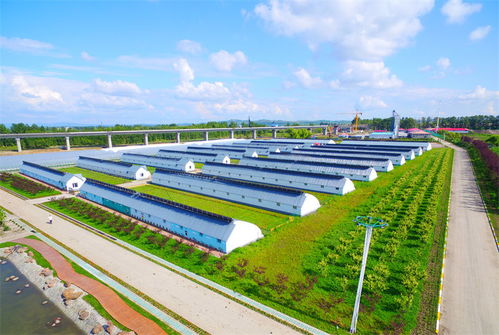 龍江森工集團(tuán) 立足生態(tài)優(yōu)勢(shì) 激活發(fā)展動(dòng)能